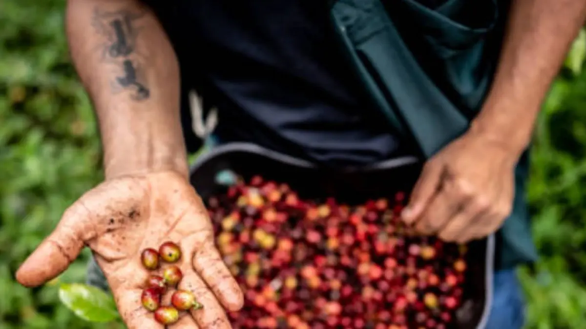 Por debajo de cuerda, Gobierno explora la opción de darle la administración del Fondo del Café a cooperativas