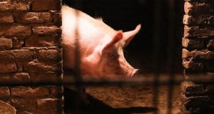 Svinjska kuga hara Srbijom. Ubijeno 27.000 svinja, zakazan krizni sastanak