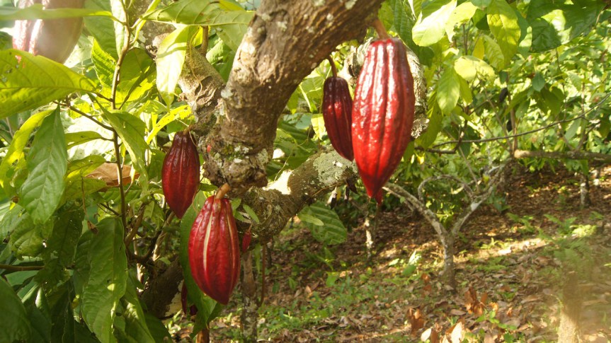 AN aprueba ley del cacao: contempla financiamientos especiales para adquirir insumos