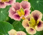 Want to bring summer joy to your garden? It’s not too late to sow nasturtiums
