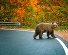 Hairpin bends and bears on the highway: readers’ favourite European road trips