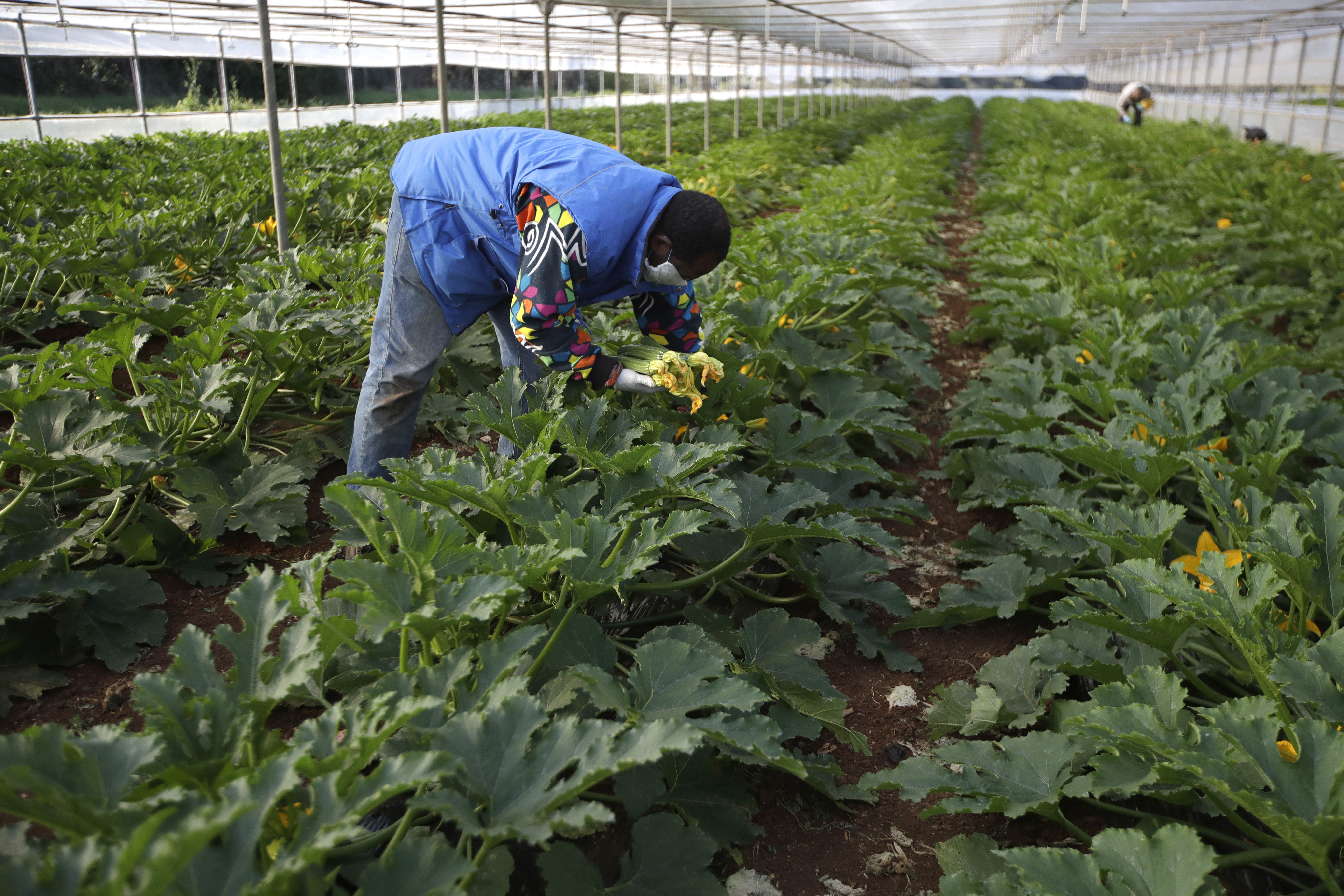 4 migrant farm workers in Italy burned to death in car, according to survivor, police