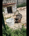 UZNEMIRUJUĆE SNIMKE: Uhićen 21-godišnjak koji je na području Bala mučio i izgladnjivao pse do smrti