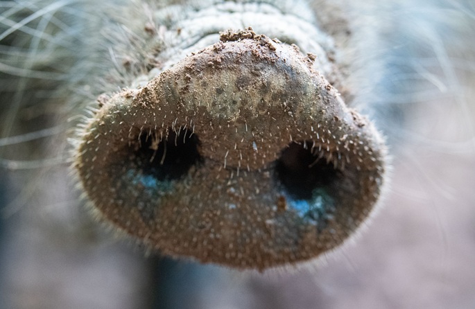 Hungary confirms 1st African swine fever outbreak in domestic pig herds