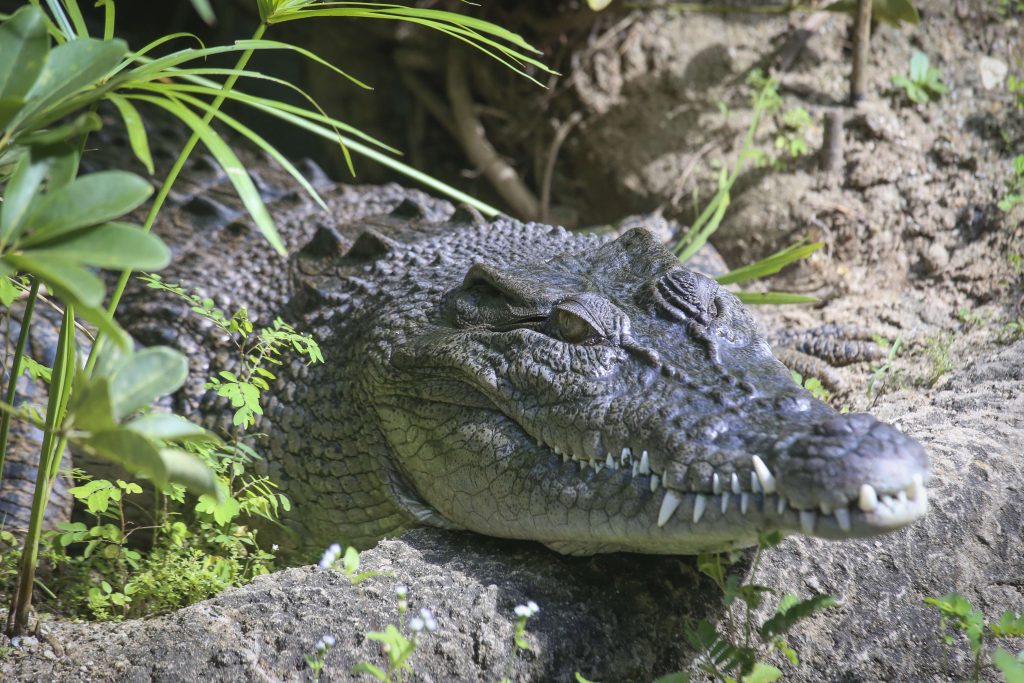 Un enfant de trois ans jeté dans l’enclos aux crocodiles : un acte barbare qui secoue l’Angleterre