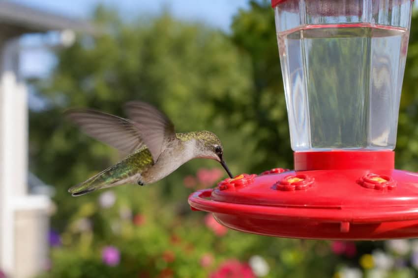 El Jalapeño: Hummingbirds lead a very ‘unhealthy’ lifestyle, says Mexico’s Health Ministry