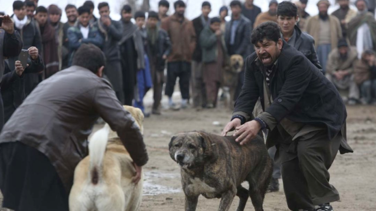 
                Condenan a 13 personas por organizar peleas de perros en Colombia
            
