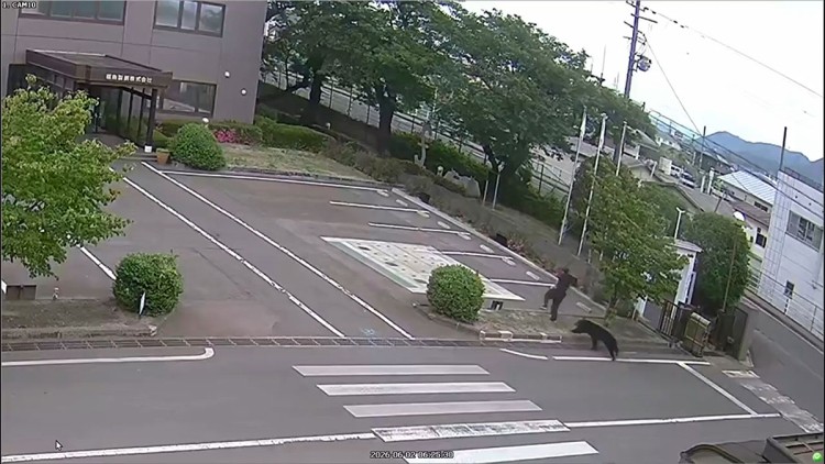 MEDVJED DIGAO JAPAN NA NOGE: Povrijedio četvero ljudi, škole zatvorene
