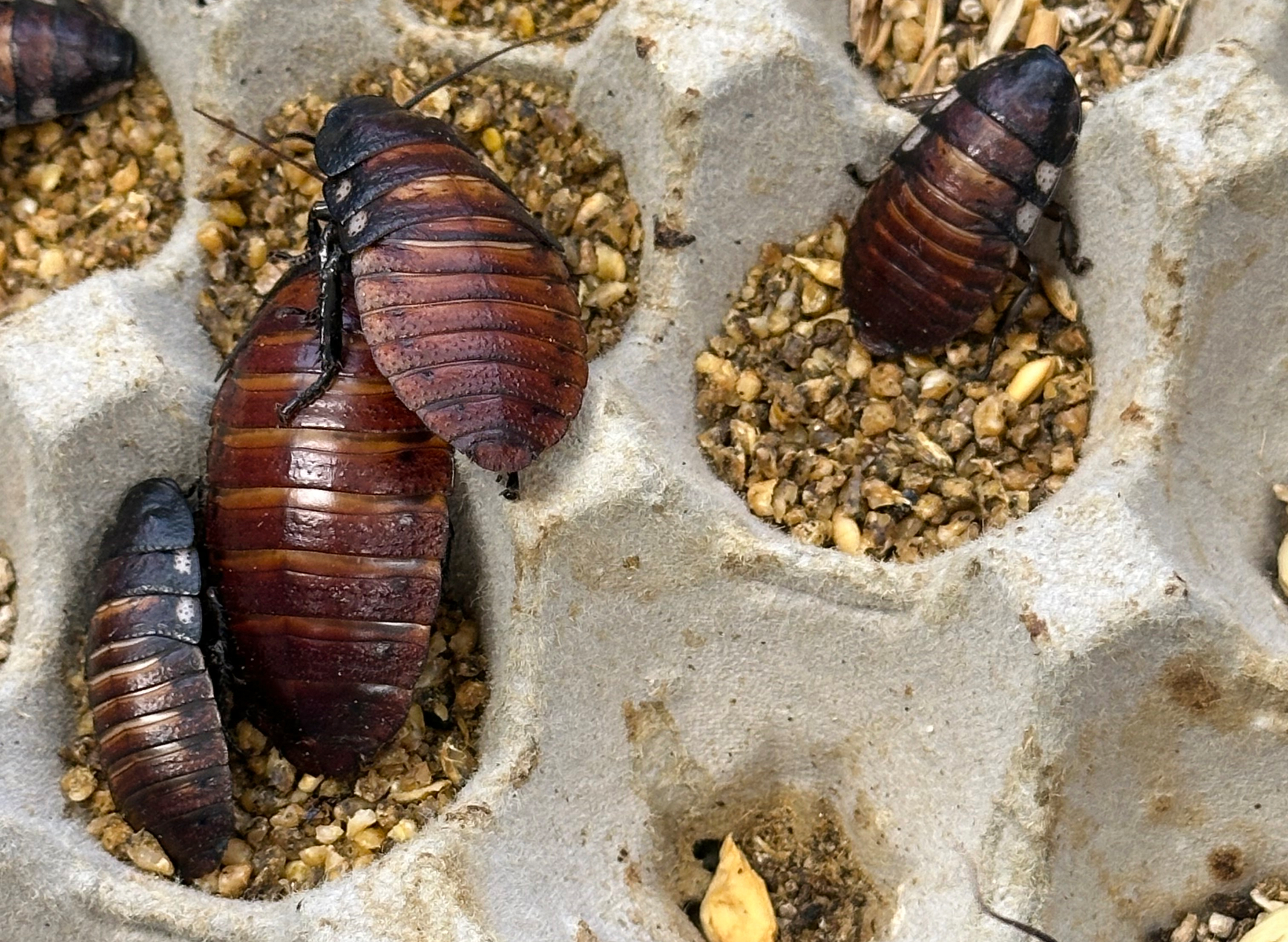 Over 100,000 illegal cockroaches confiscated in Australia bug bust