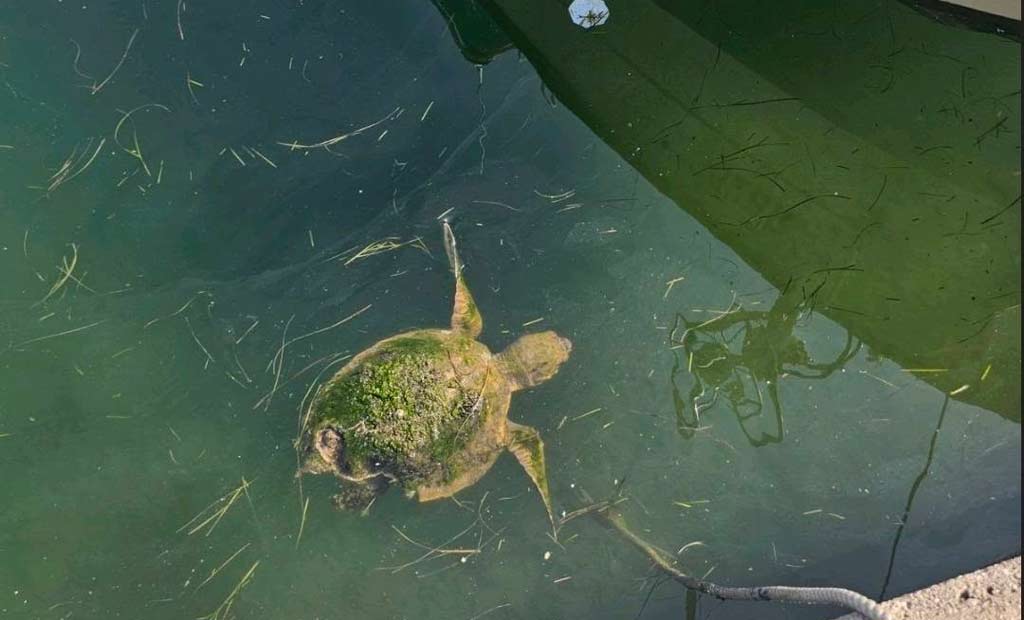 Zbrinuta povrijeđena morska kornjača iz barske marine: Pred njom dug oporavak
