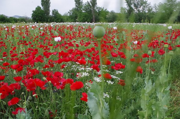 Filmski fakt: Makedonskiot opium i VMRO vo „Senki nad Balkanot“