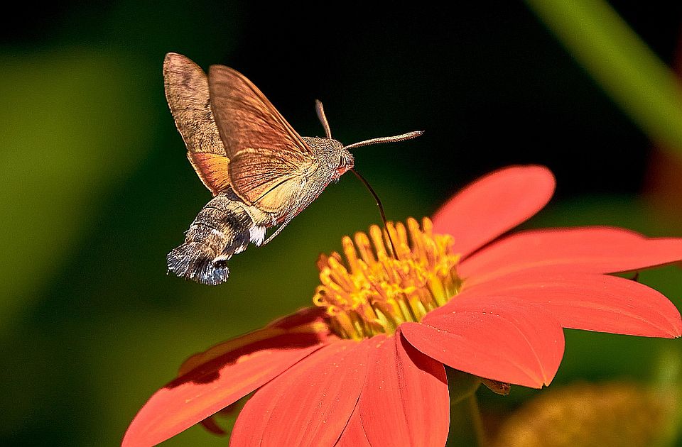 U Angoli otkriveni novi insekti i pauci neobičnih boja i oblika