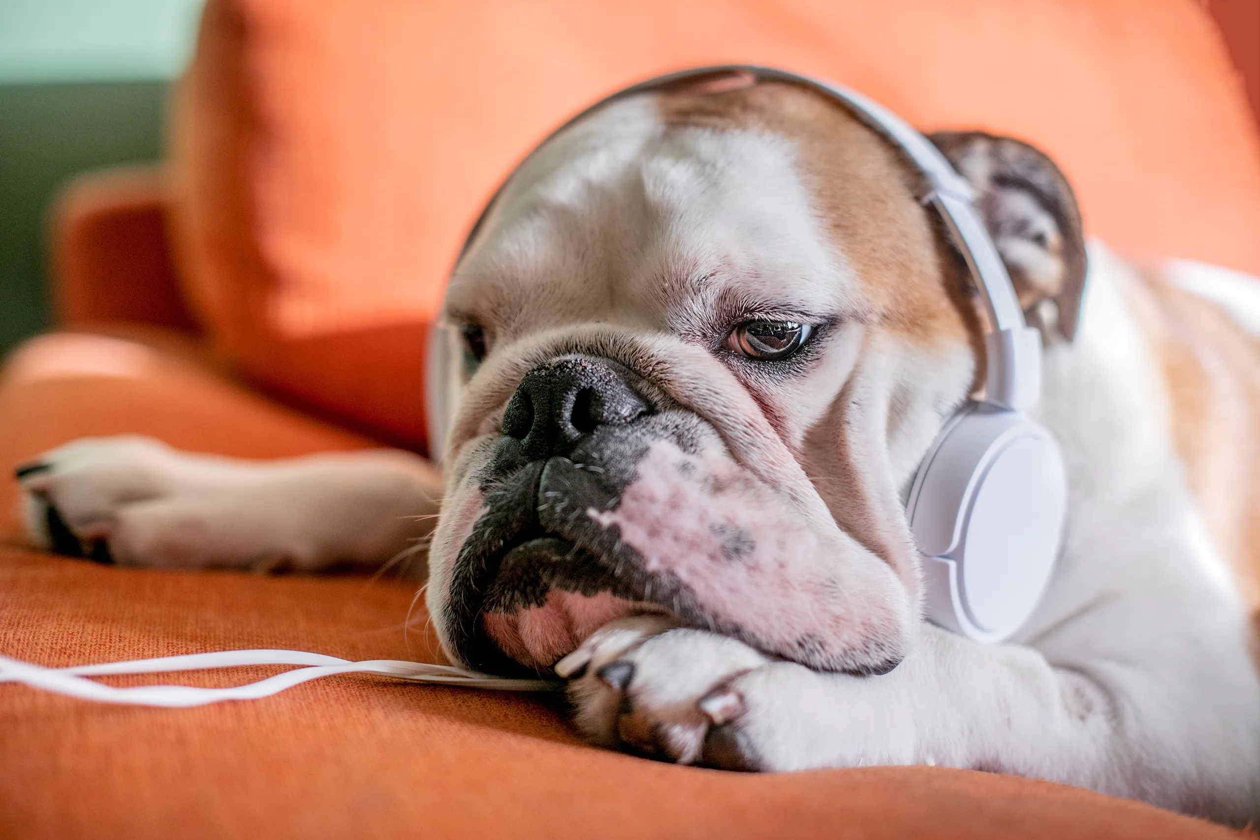 This Summer’s Hottest Audiobooks for Dogs