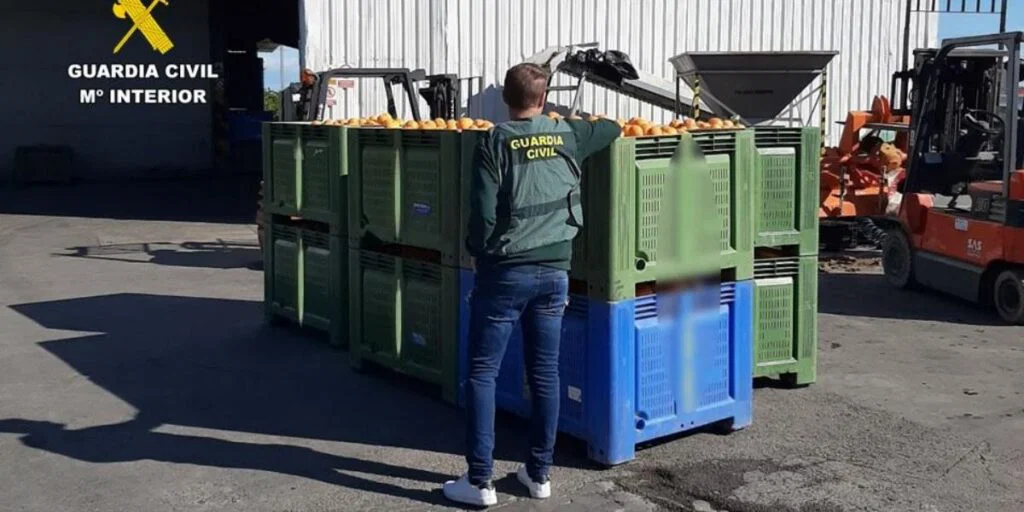 Thousands of illegal oranges seized in Calpe citrus scandal