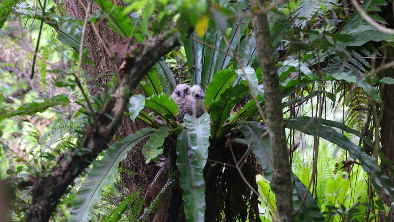 2 rare owl chicks fledge in Hong Kong breeding success