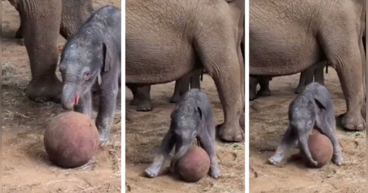 Endangered Asian Elephant Gives Birth in UK Zoo, Her Baby Goes Viral by Playing With Ball as World Cup Kicks Off (VIDEO)