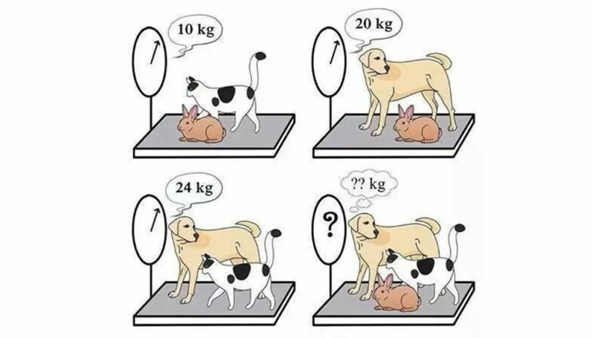 TEST IQ | Câinele, pisica și iepurele: Cât cântăresc împreună?