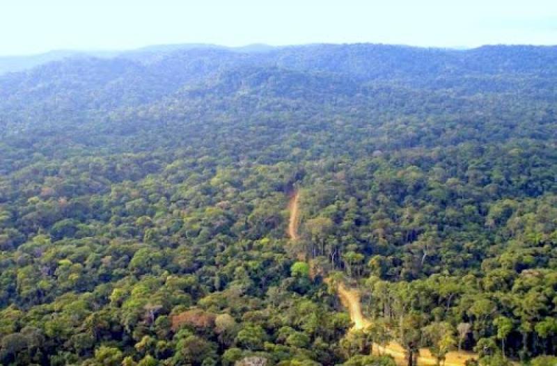 RDC : protéger la faune, une urgence pour le climat et la biodiversité (JME 2026)