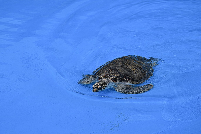 Conservation efforts boost sea turtle nesting in Libya amid challenges
