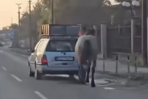 UZNEMIRUJUĆI PRIZOR U KRUŠEVCU: Stavio konju ular na glavu, vezao ga za auto, PA DAO GAS I VUKAO GA PO GRADU! Ljudi zgroženi snimkom (VIDEO)