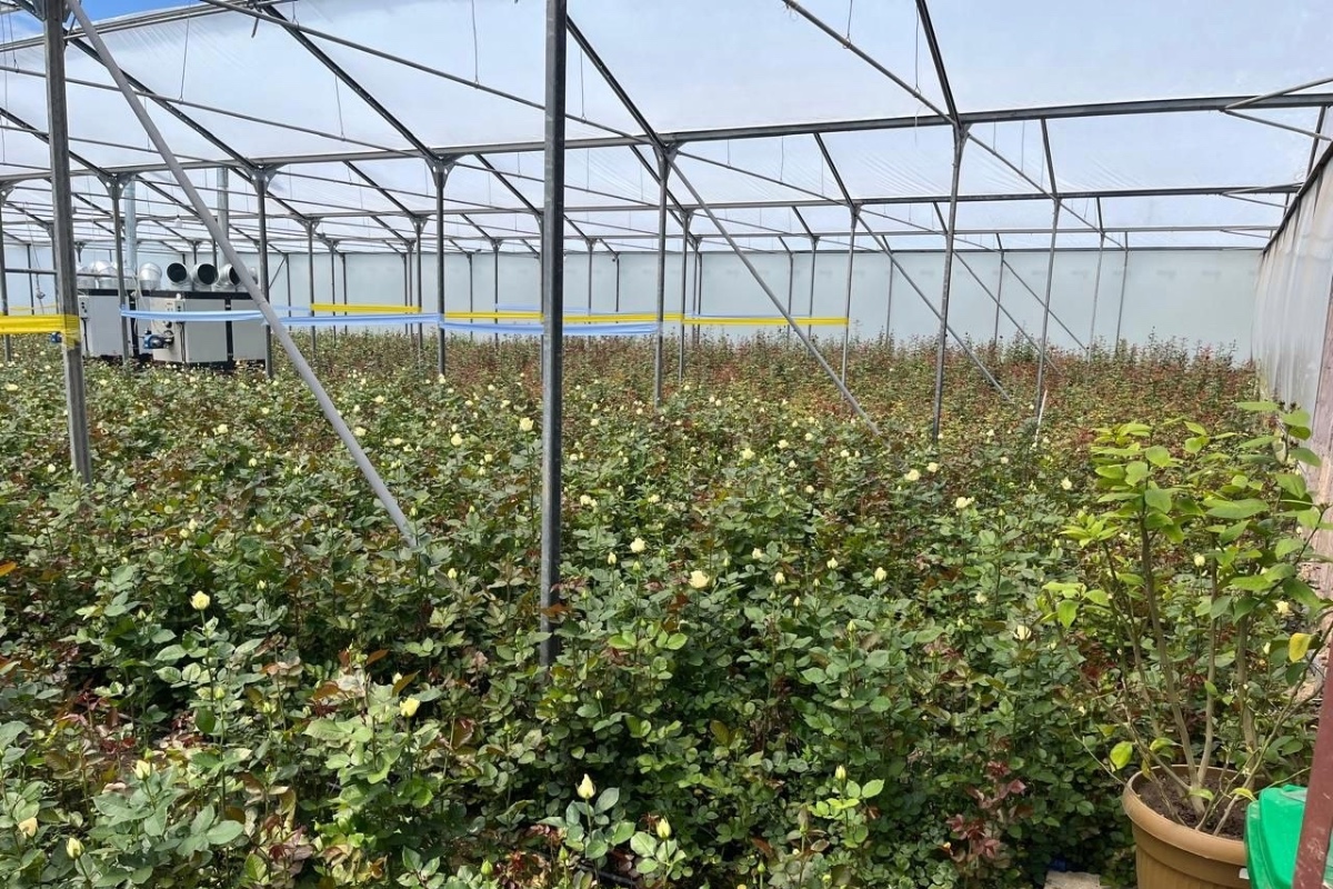 Armenian rose grower forced to sell home, greenhouses amid Russia export crisis