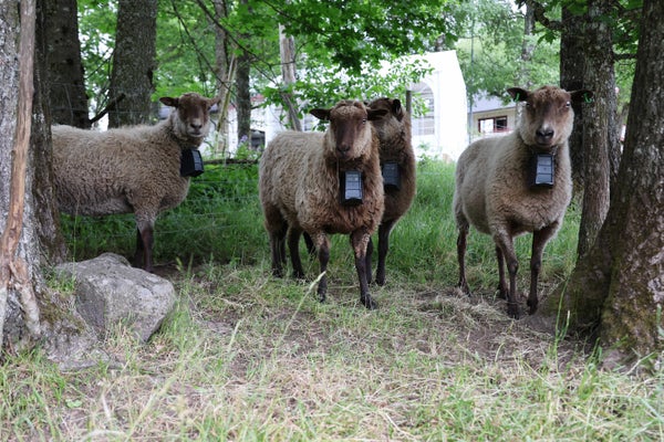 Osynligt stängsel testas i Uddebo